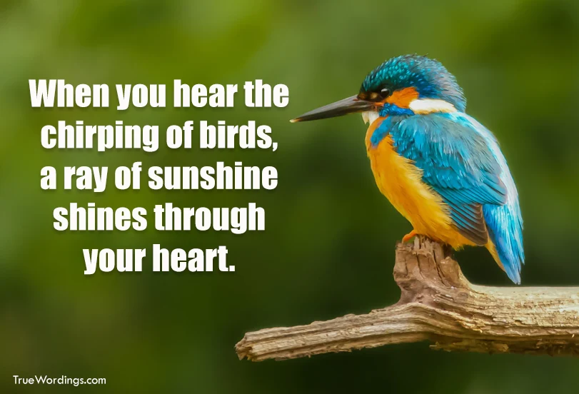 inspirational-birds-chirping-quotes