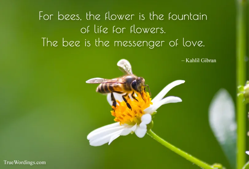 flower-and-honeybee-quotes