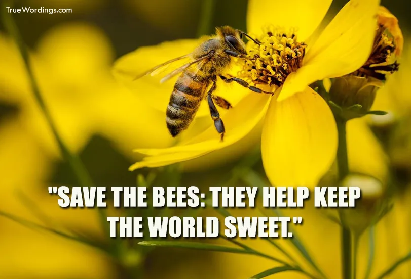 save-the-bee-quotes-and-captions