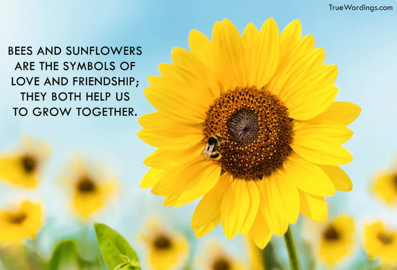 sunflower-and-bee-quotes